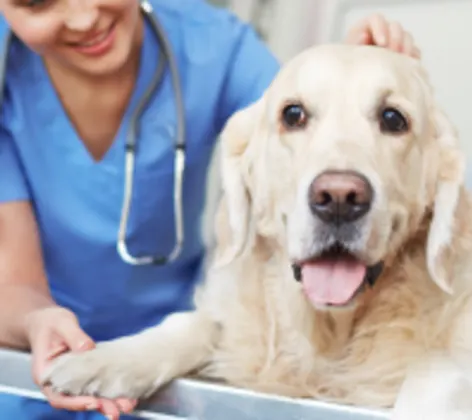 Large white dog being examined by a veterinarian in scrubs